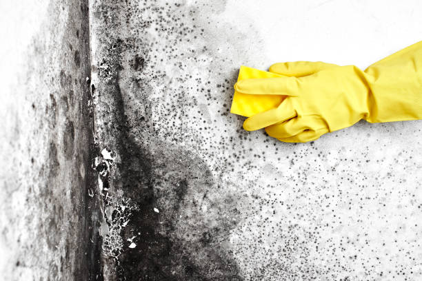 Best Attic Mold Removal  in Messiah College, PA