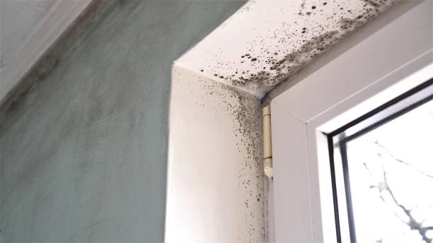 Best Mold Damage Repair  in Messiah College, PA