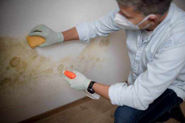 Best Mold Damage Repair  in Messiah College, PA