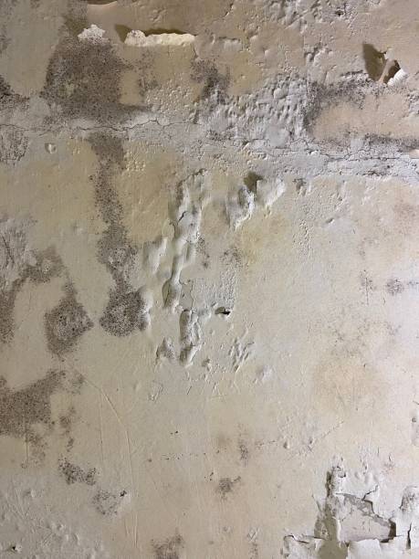 Best Residential Mold Removal  in Messiah College, PA