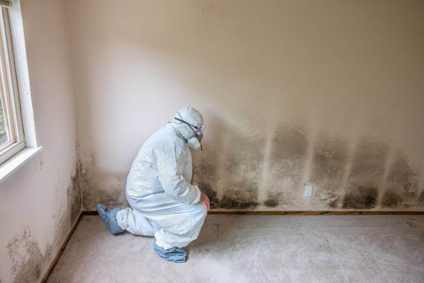 Best Crawl Space Mold Removal  in Messiah College, PA